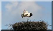 cigogne_06 copie.jpg